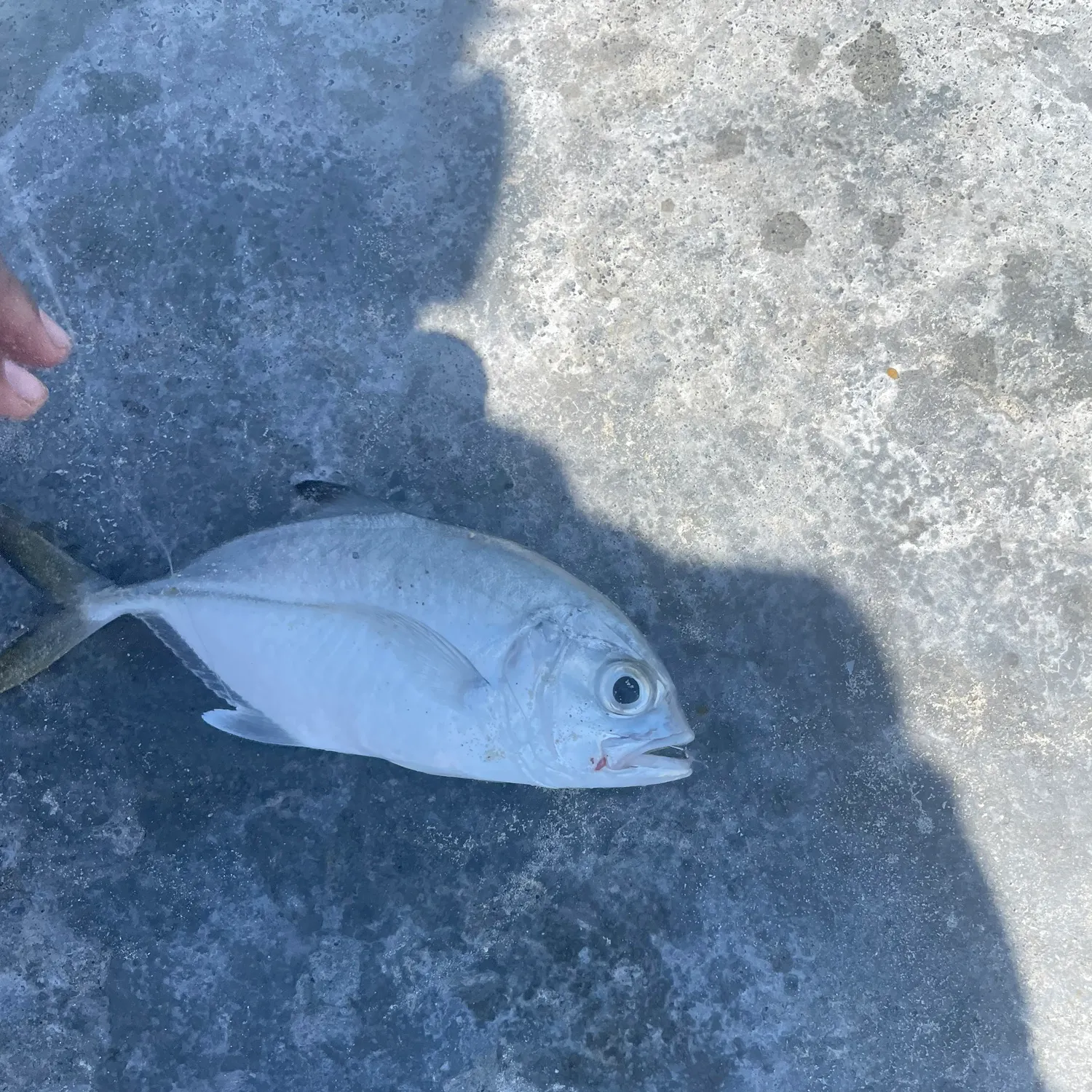 The most recent Horse-eye jack catches on Fishbrain