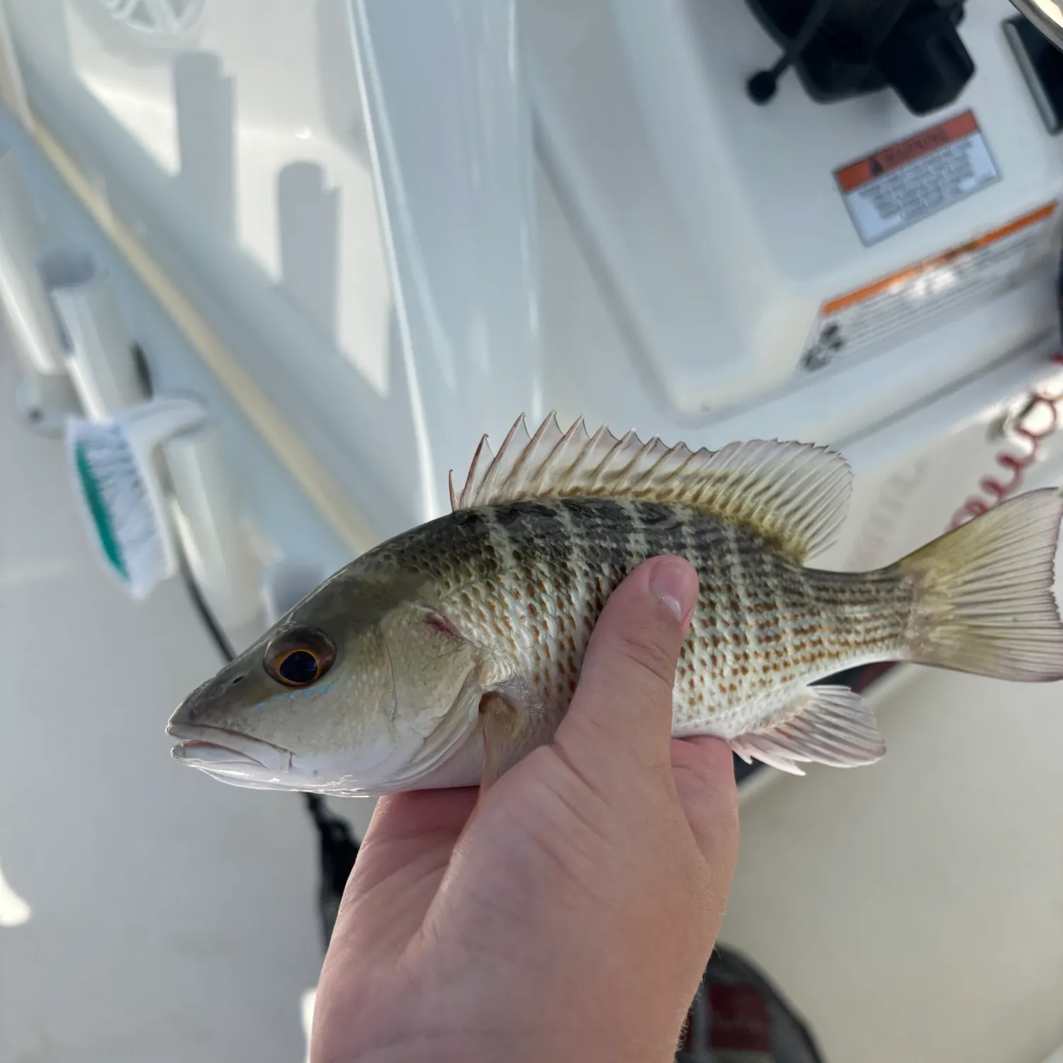 Mangrove snapper caught on Fishbrain