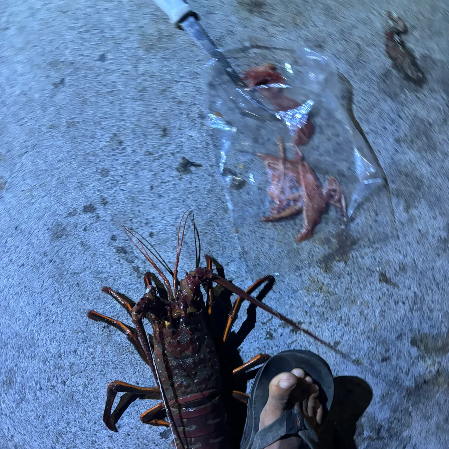 California spiny lobster caught on Fishbrain