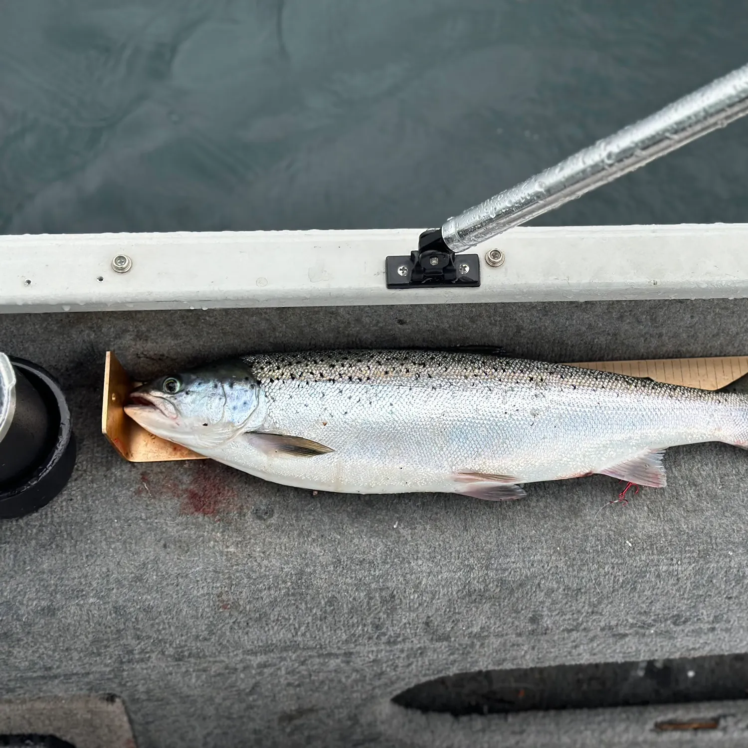 The most recent Landlocked atlantic salmon catches on Fishbrain