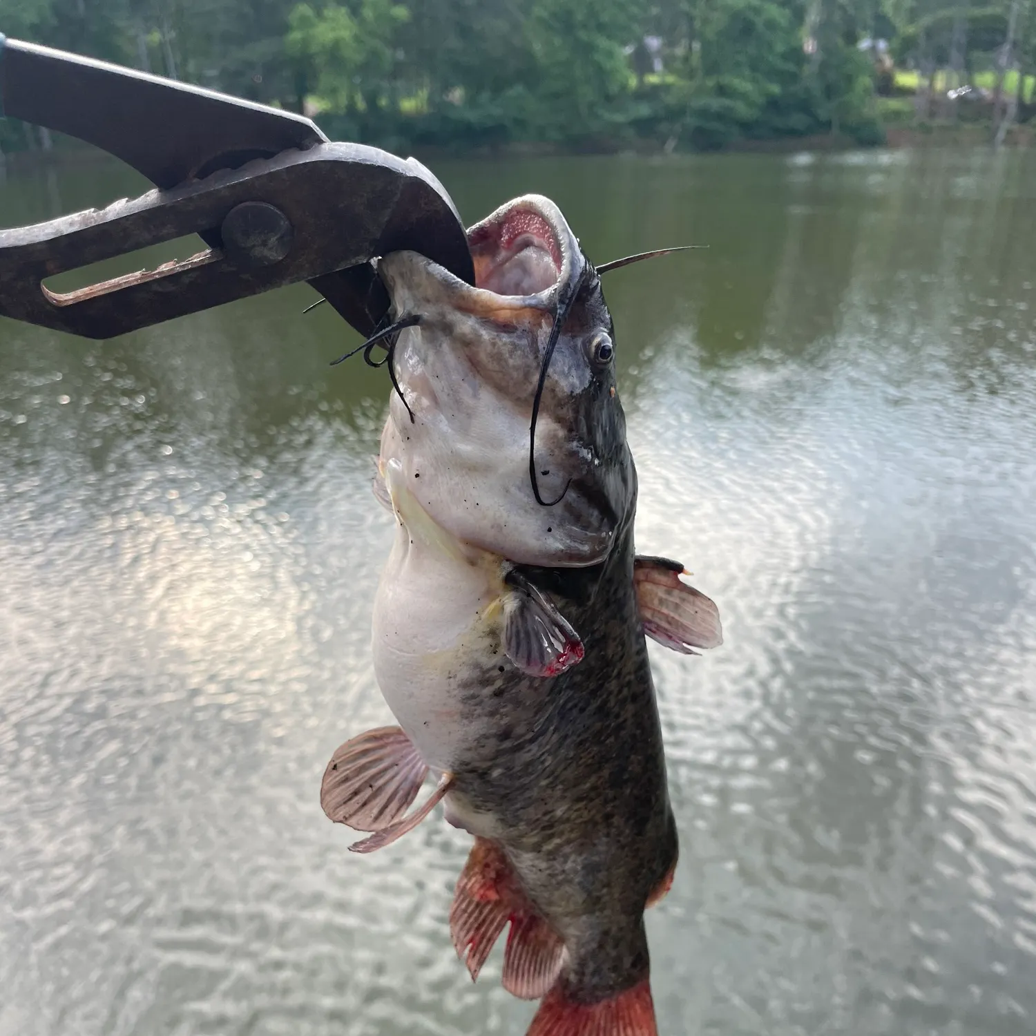 catch