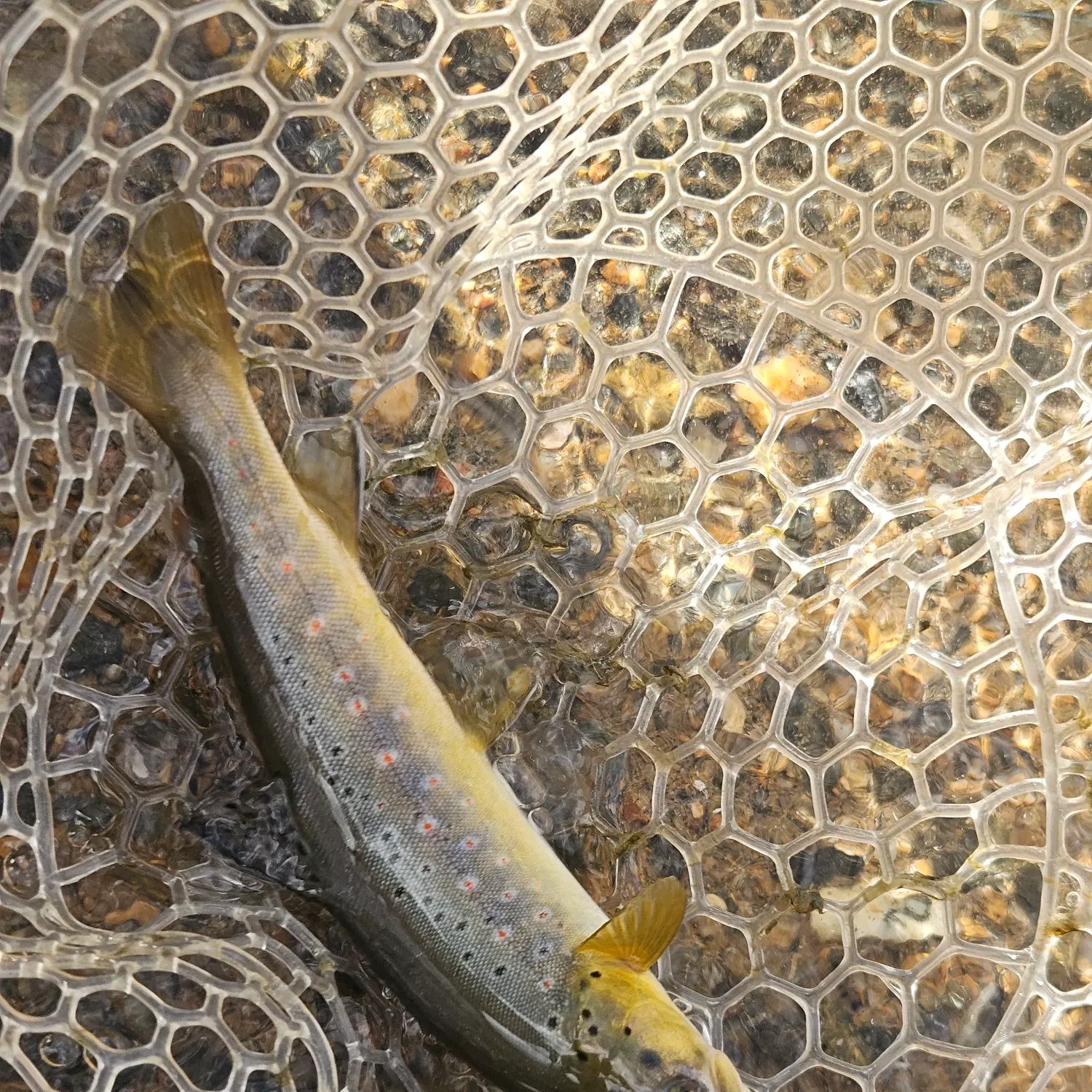 Brown trout caught on Fishbrain
