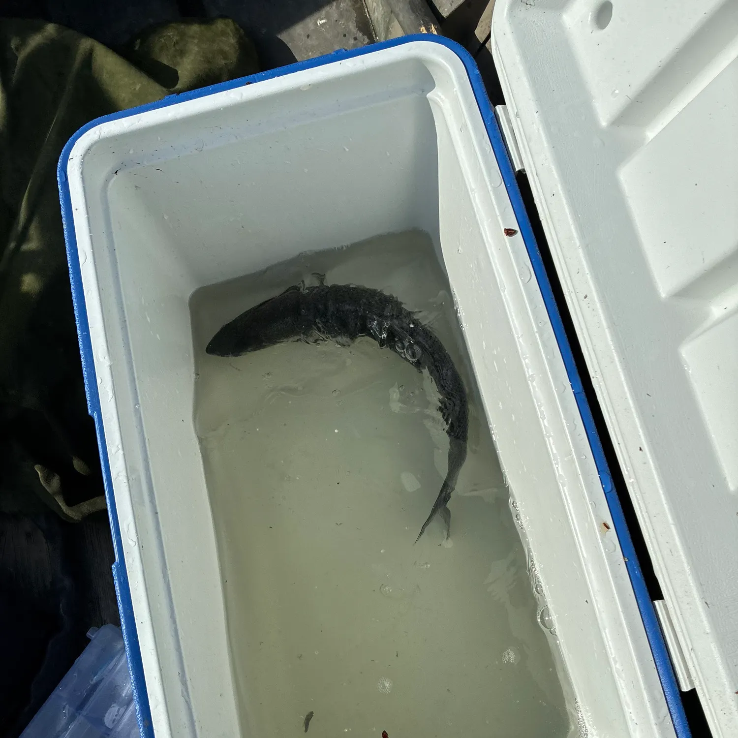 The most recent Coho salmon catches on Fishbrain