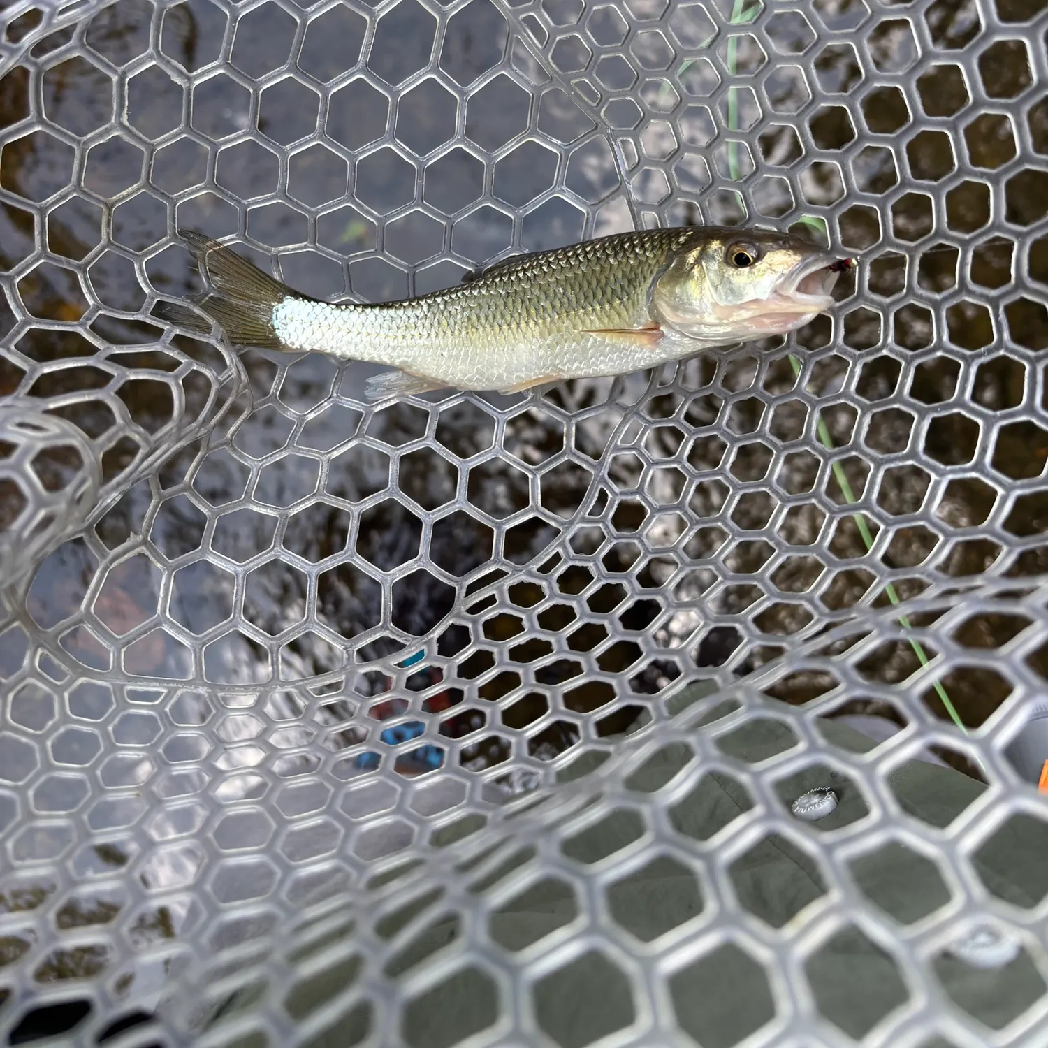 Fallfish caught on Fishbrain