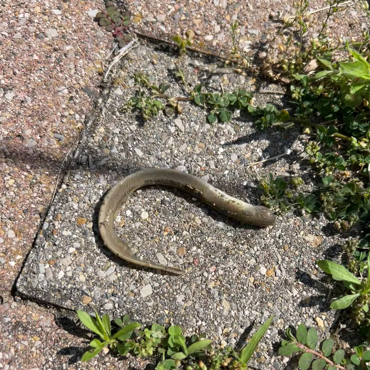 The most recent Silver lamprey catches on Fishbrain