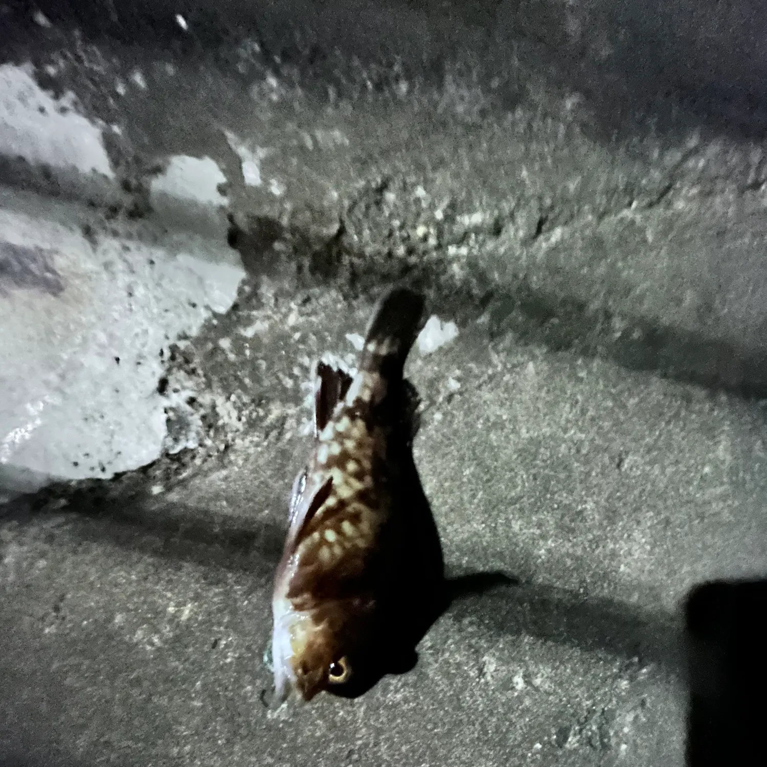 The most recent Japanese fluvial sculpin catches on Fishbrain