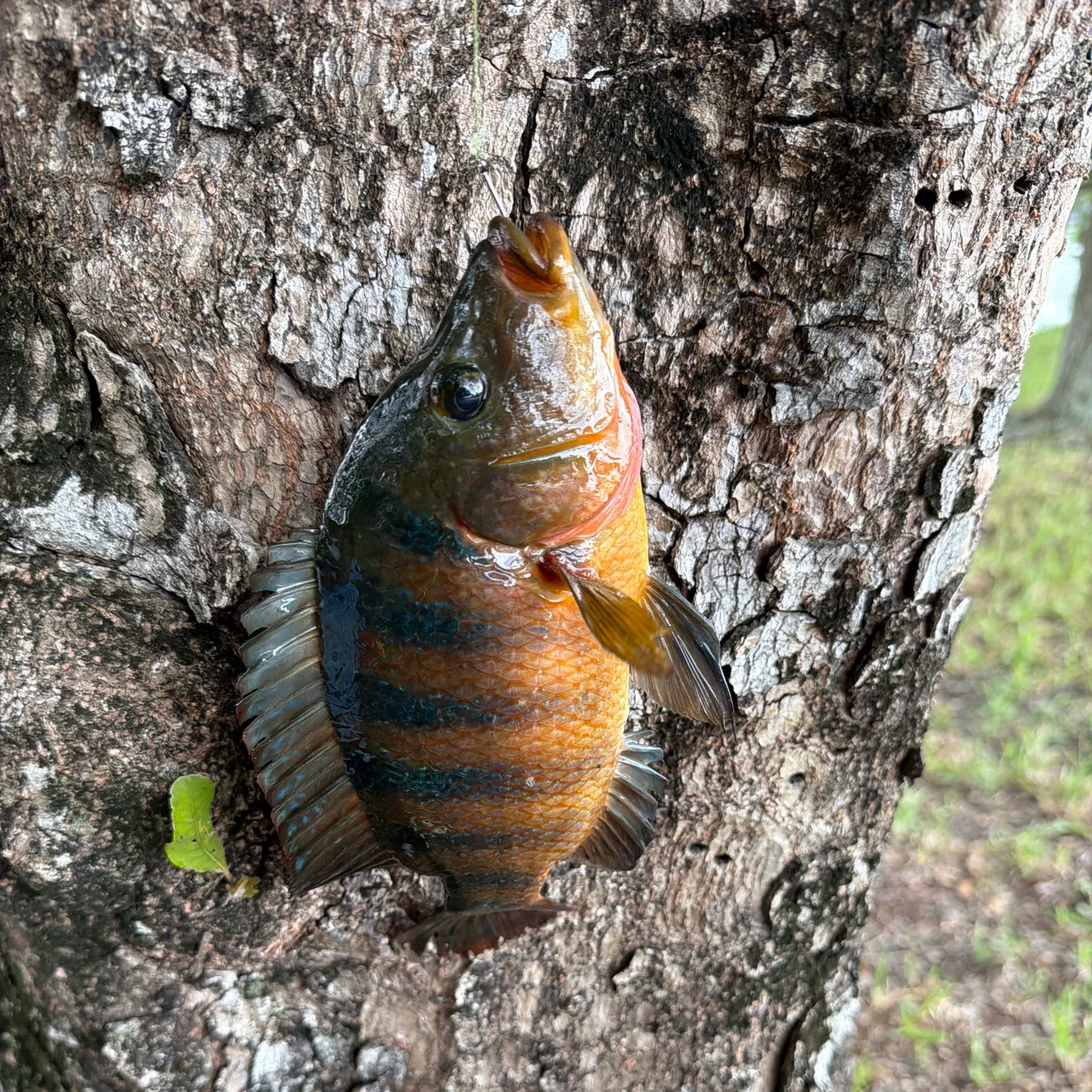Mayan cichlid caught on Fishbrain