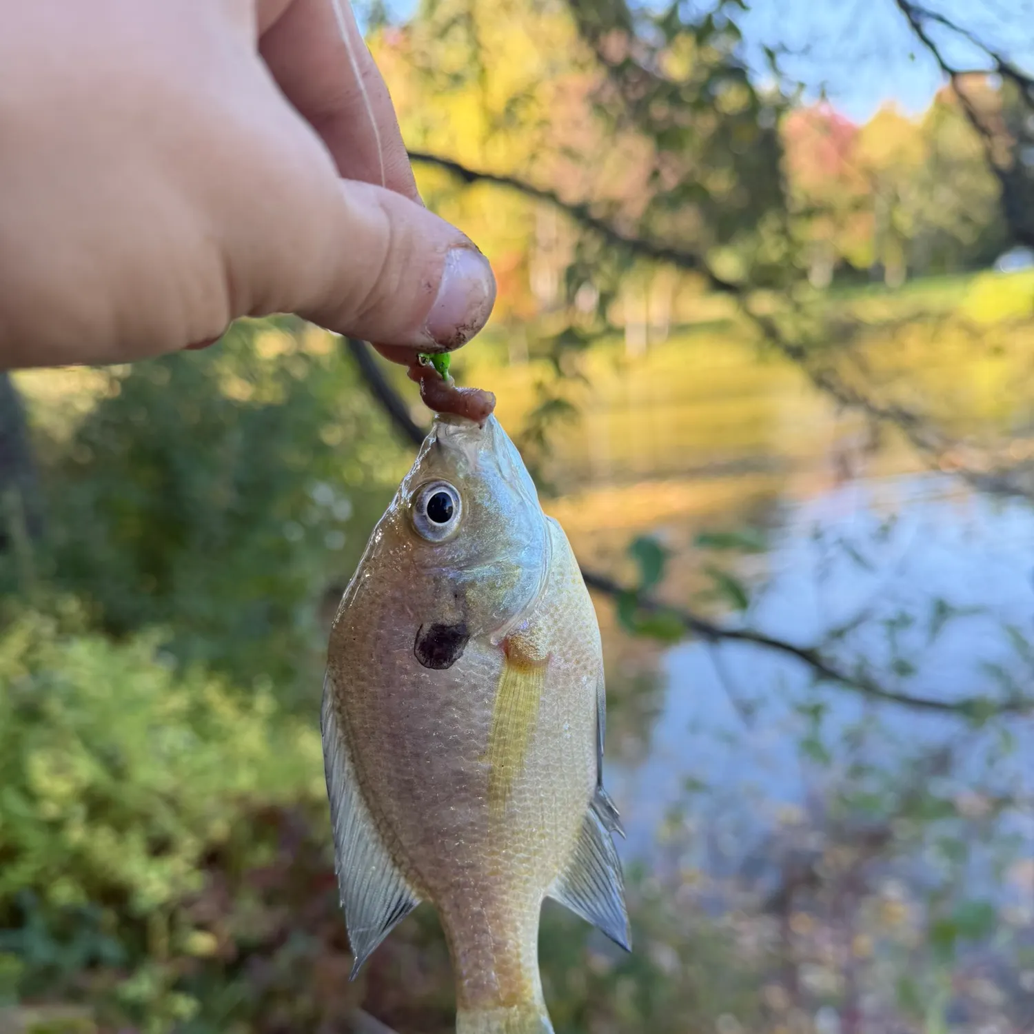 Bluegill caught on Fishbrain