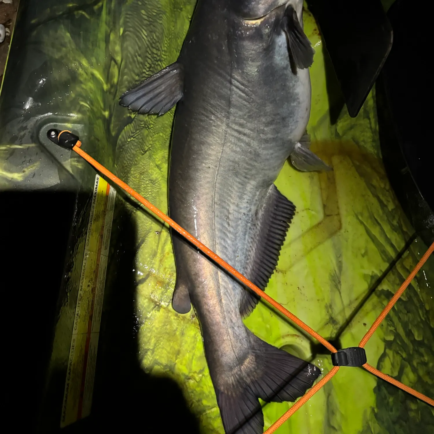 Blue catfish caught on Fishbrain