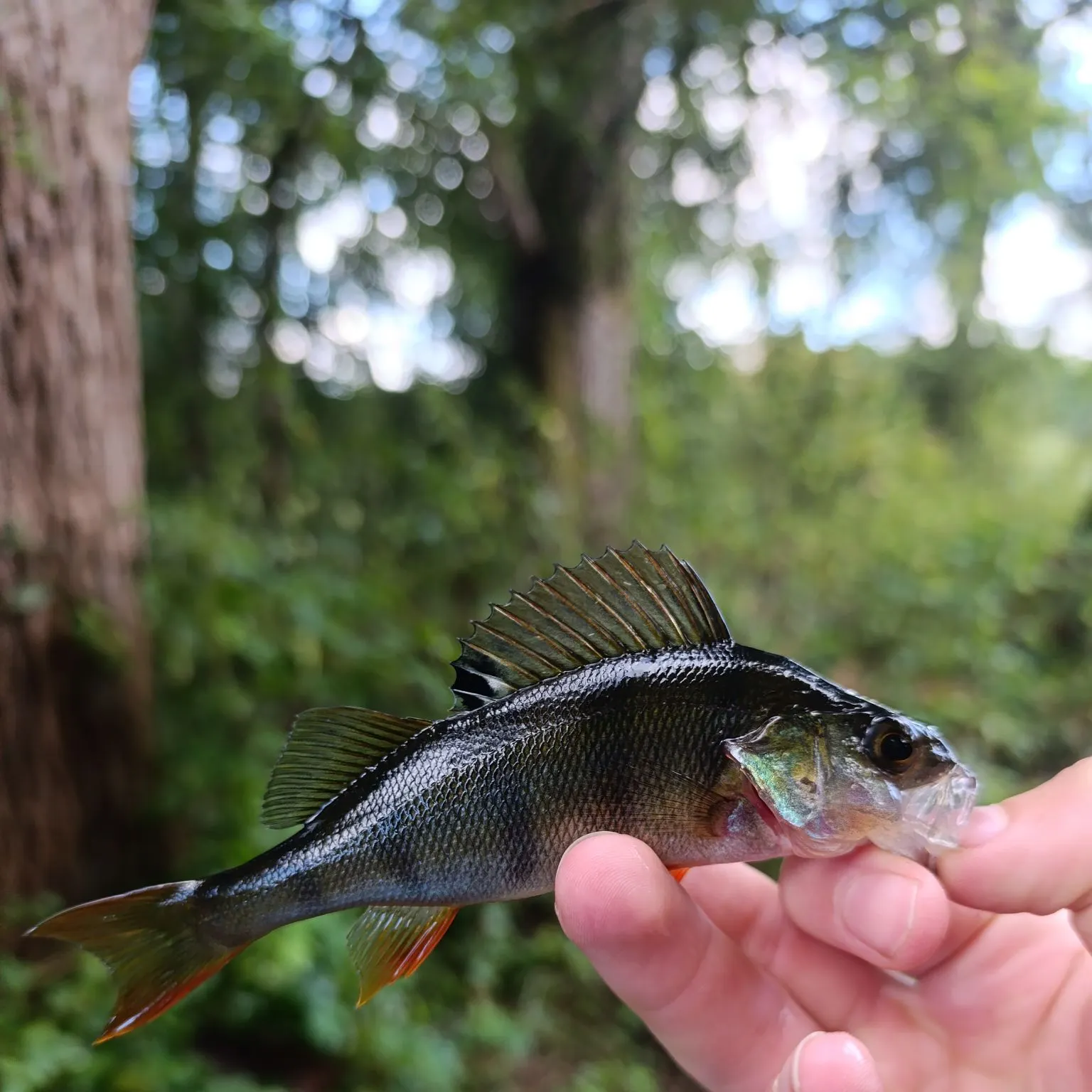 European perch caught on Fishbrain