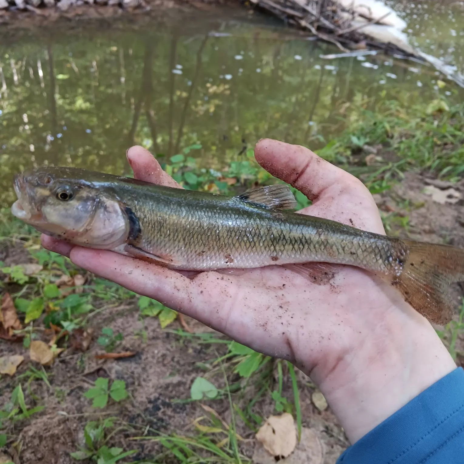 Creek chub caught on Fishbrain