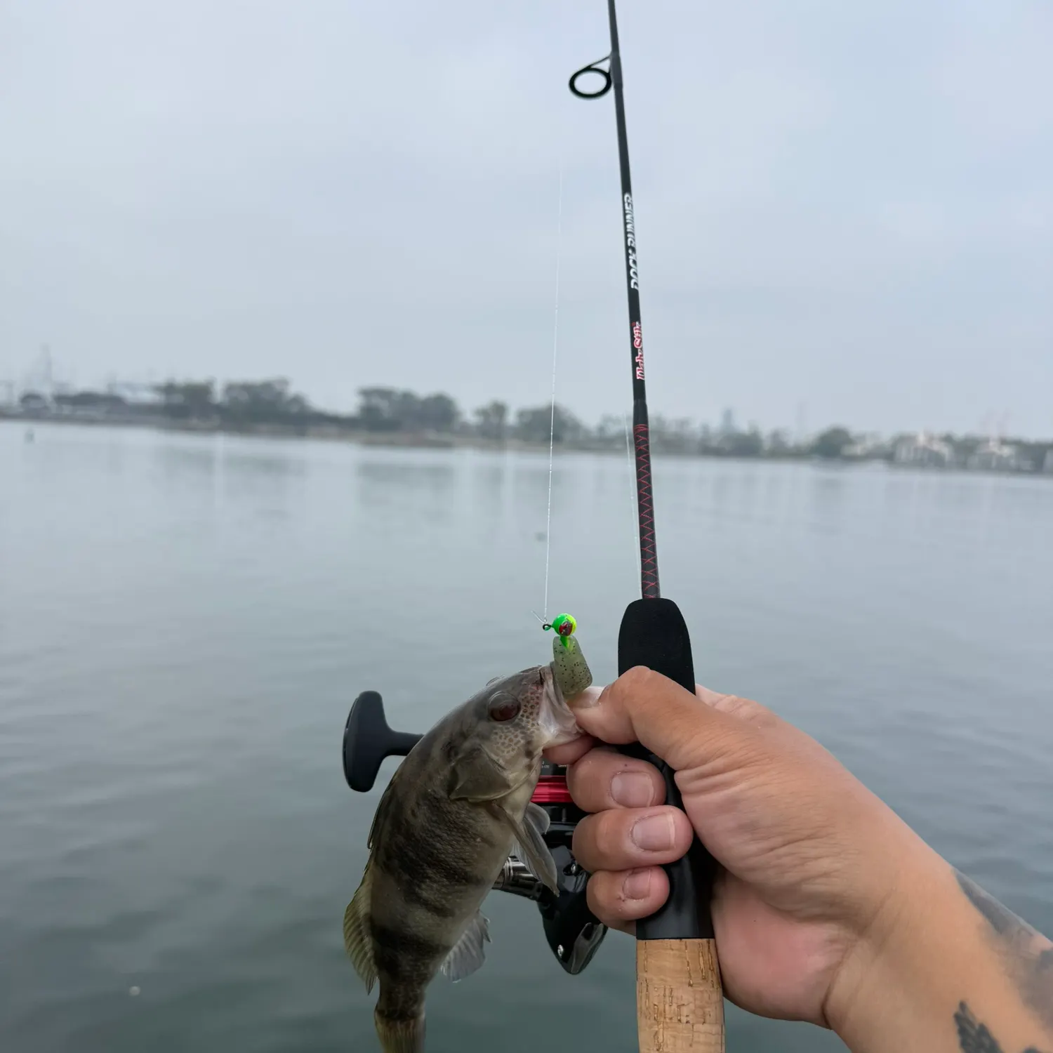 Barred sand bass caught on Fishbrain