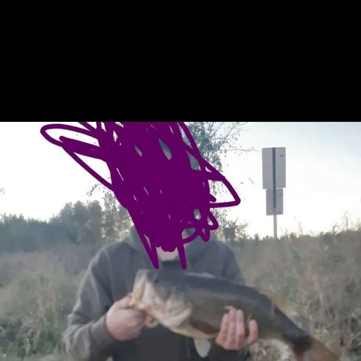 Largemouth bass caught on Fishbrain