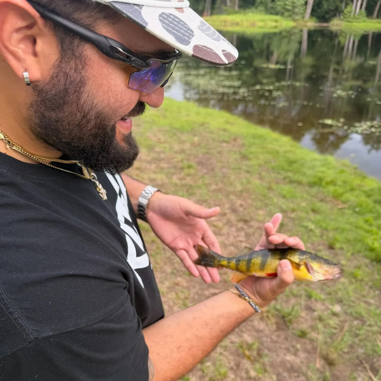 Yellow perch caught on Fishbrain