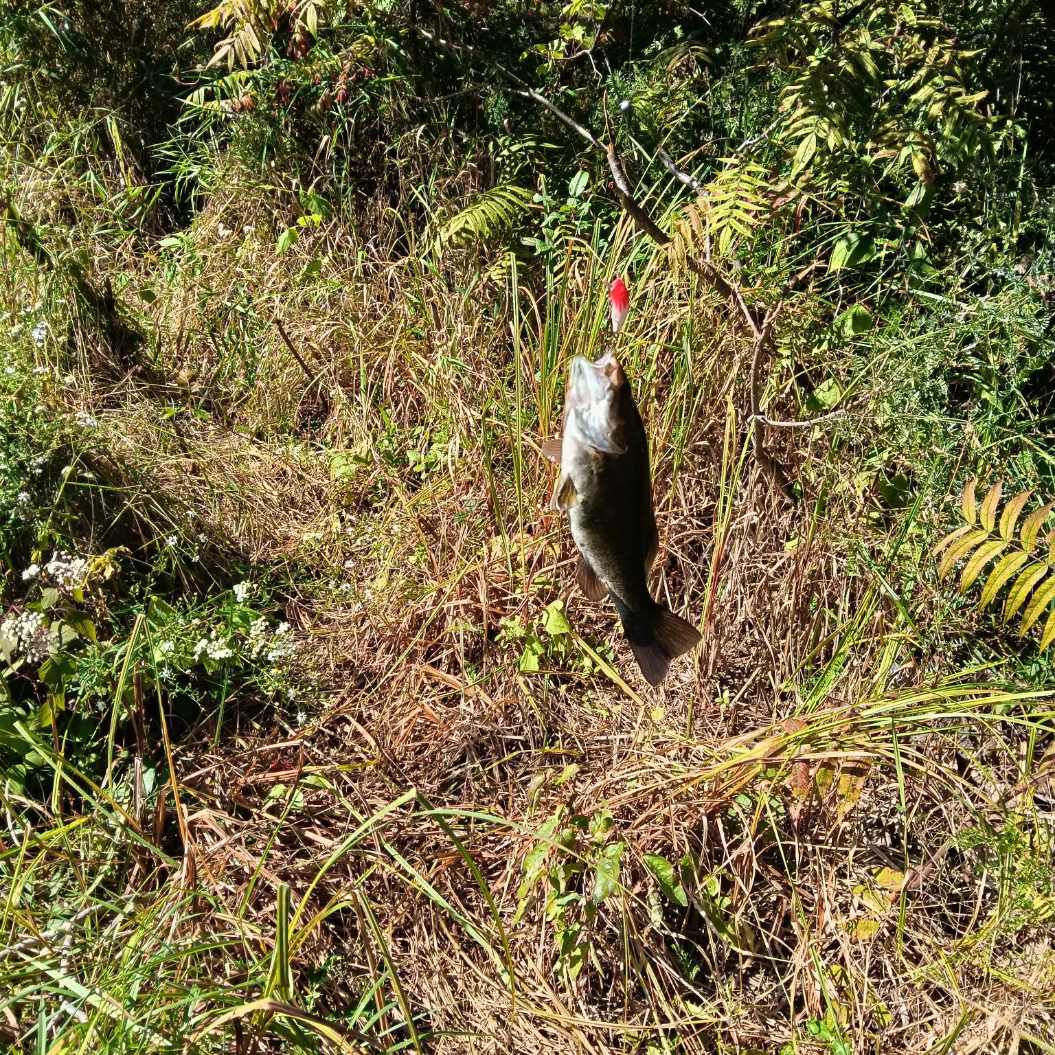 Smallmouth bass caught on Fishbrain
