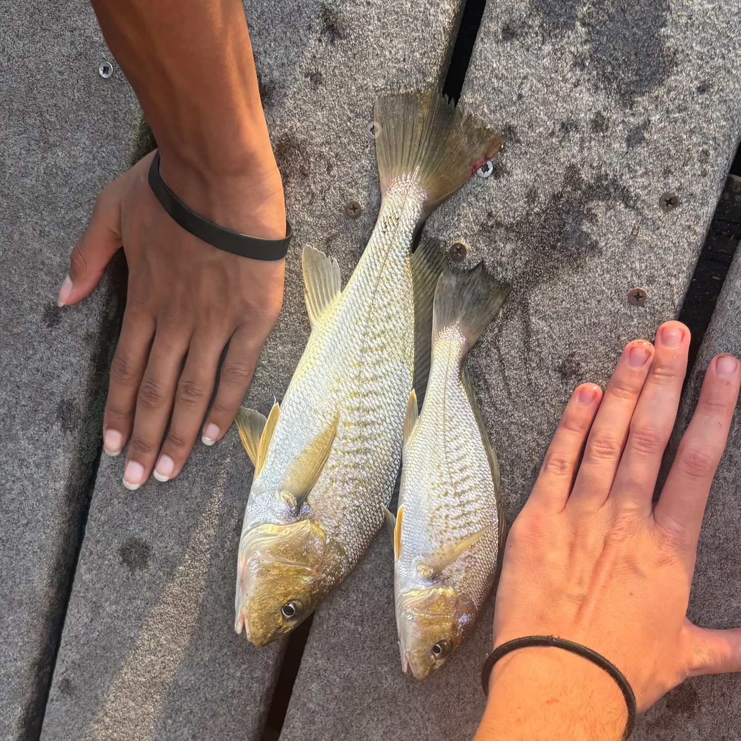 Atlantic croaker caught on Fishbrain
