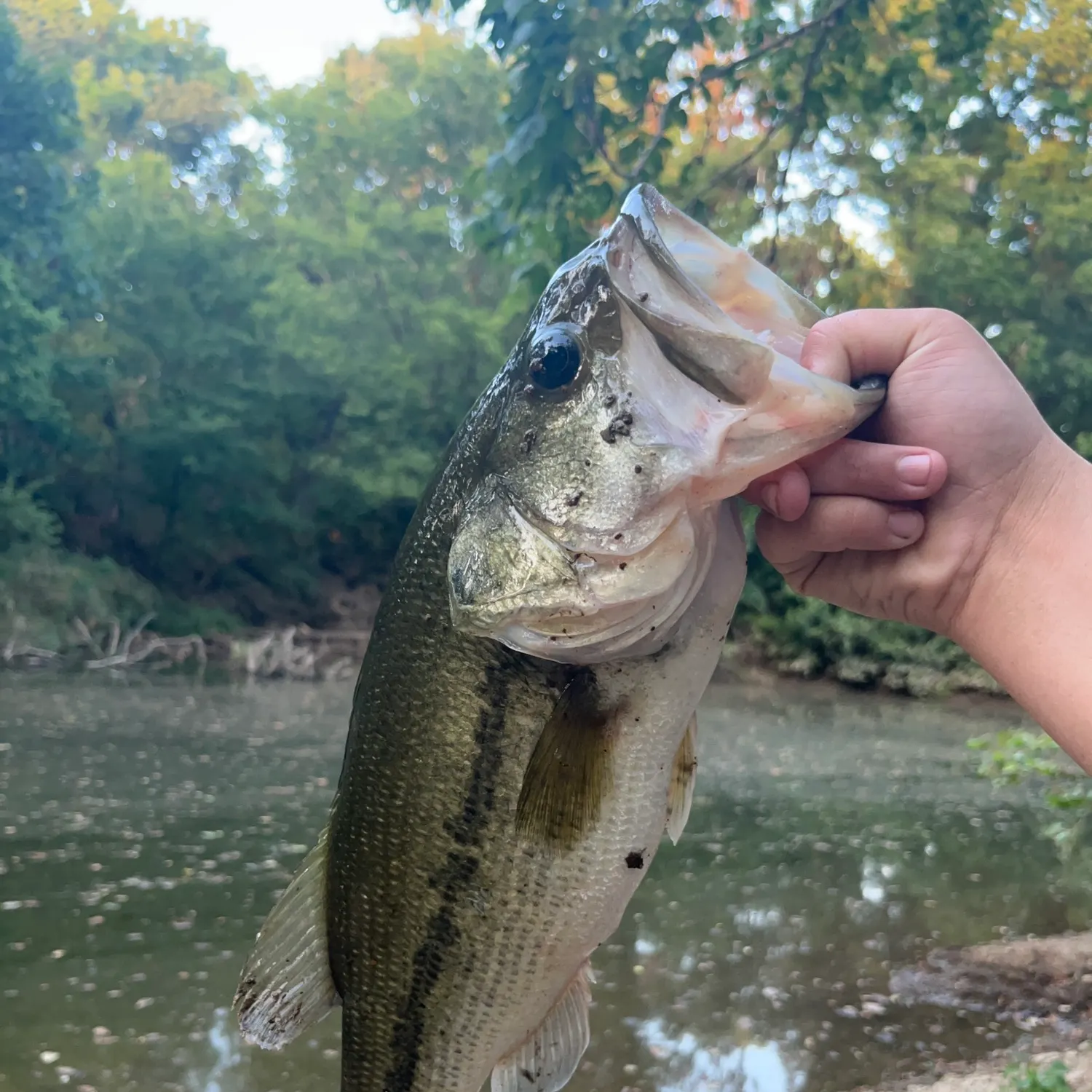 Fish caught on Fishbrain