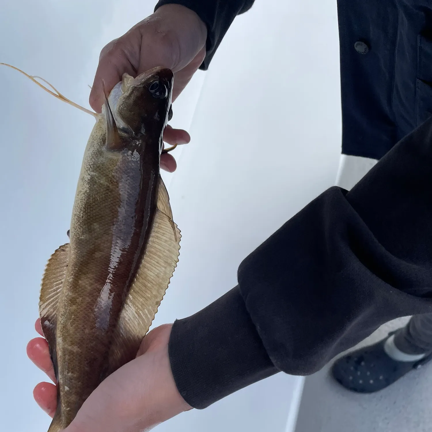 The most recent Red hake catches on Fishbrain