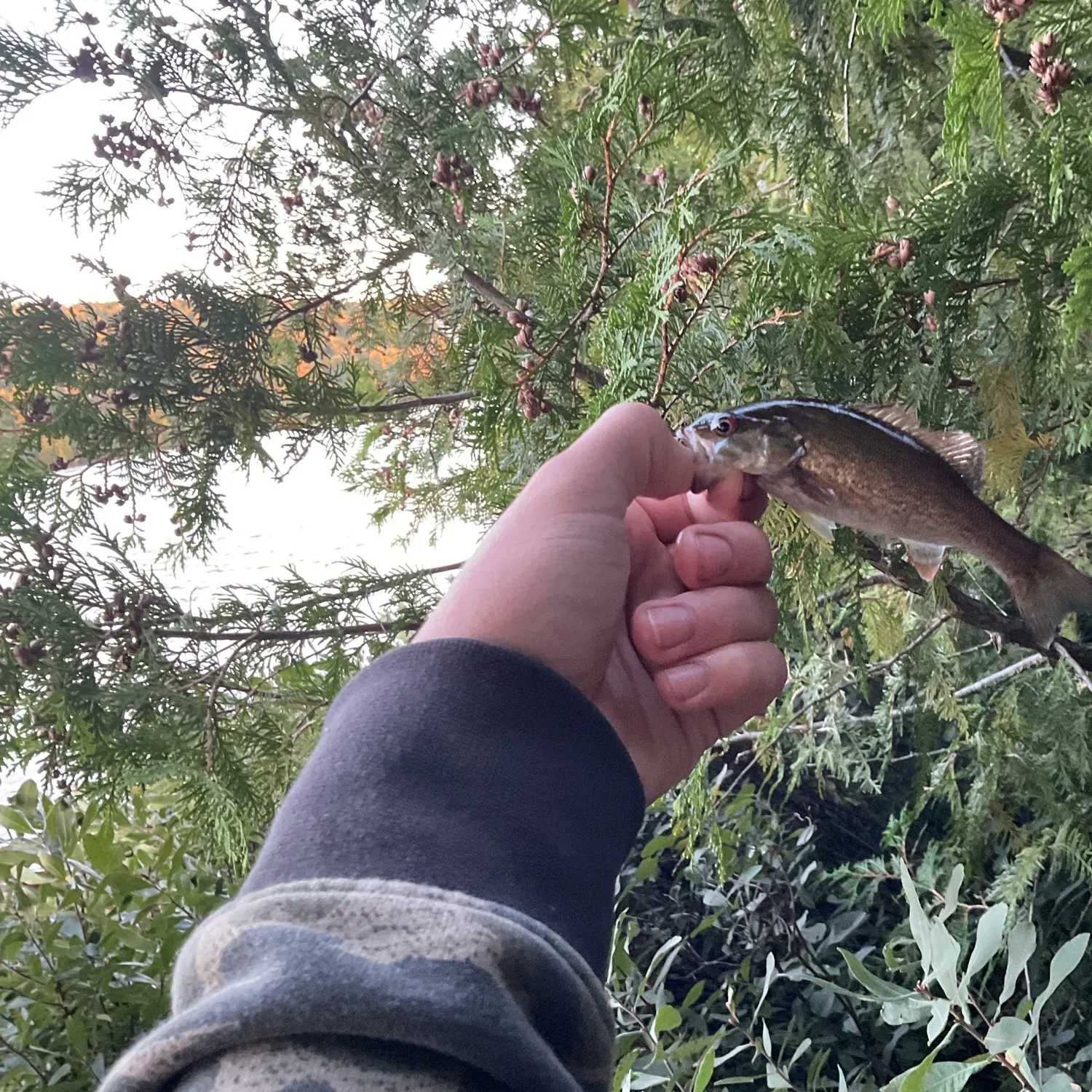 Smallmouth bass caught on Fishbrain
