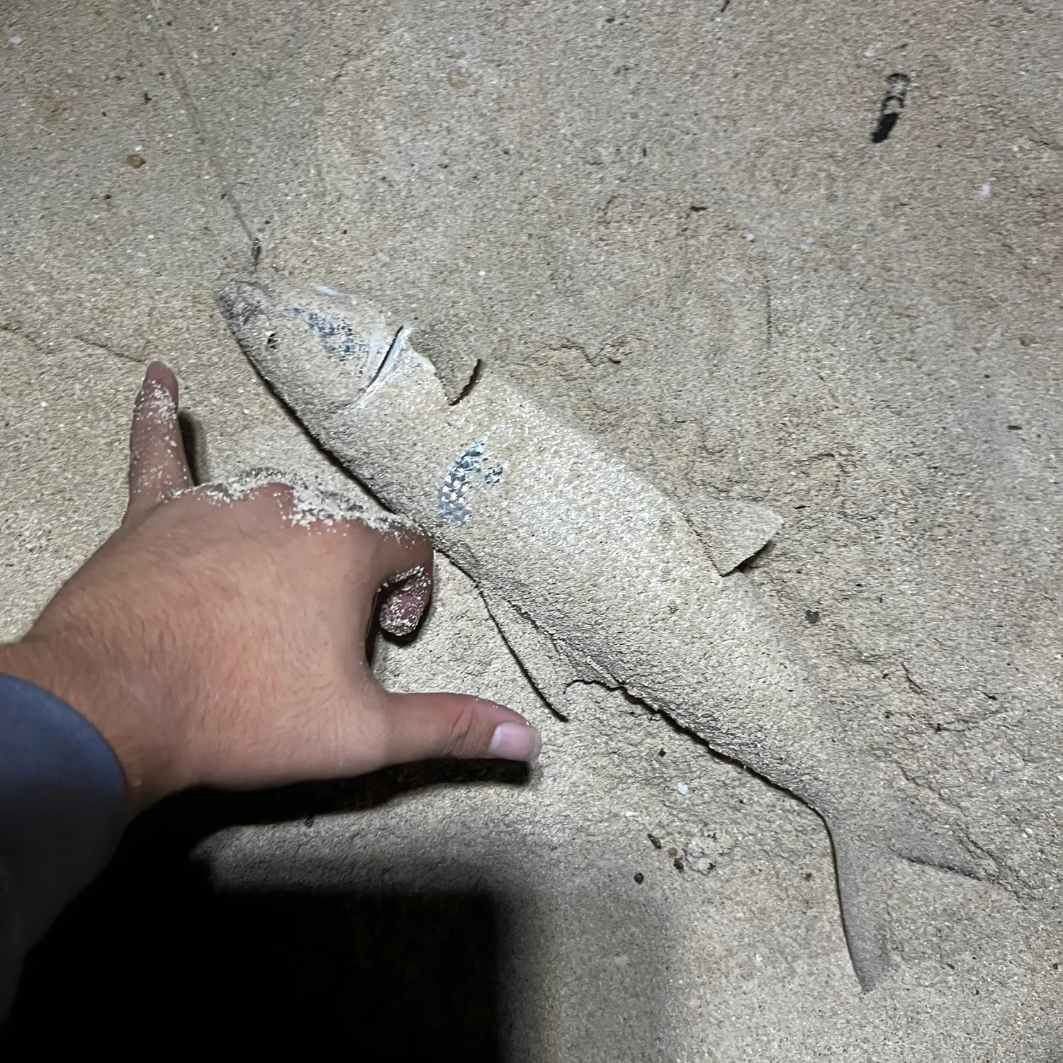 The most recent Longjaw bonefish catches on Fishbrain