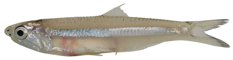 Broad-striped anchovy