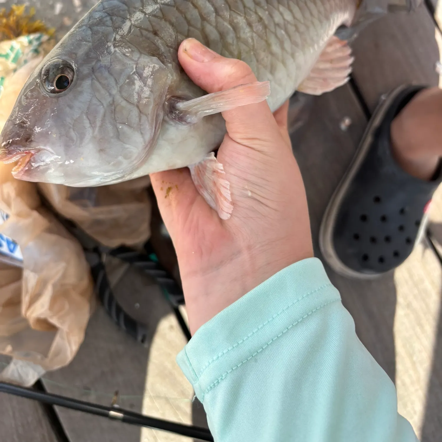 The most recent Stoplight parrotfish catches on Fishbrain