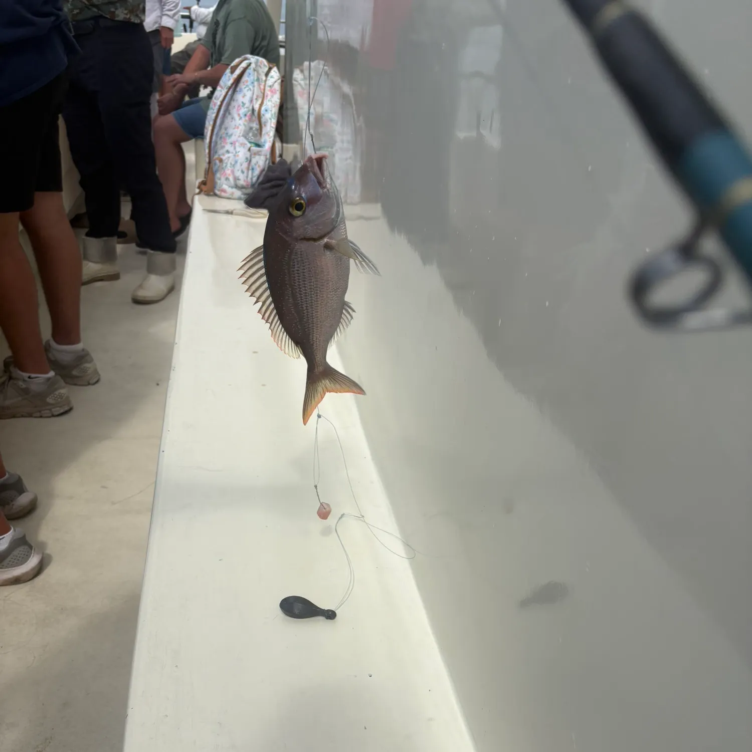 The most recent Pink dentex catches on Fishbrain