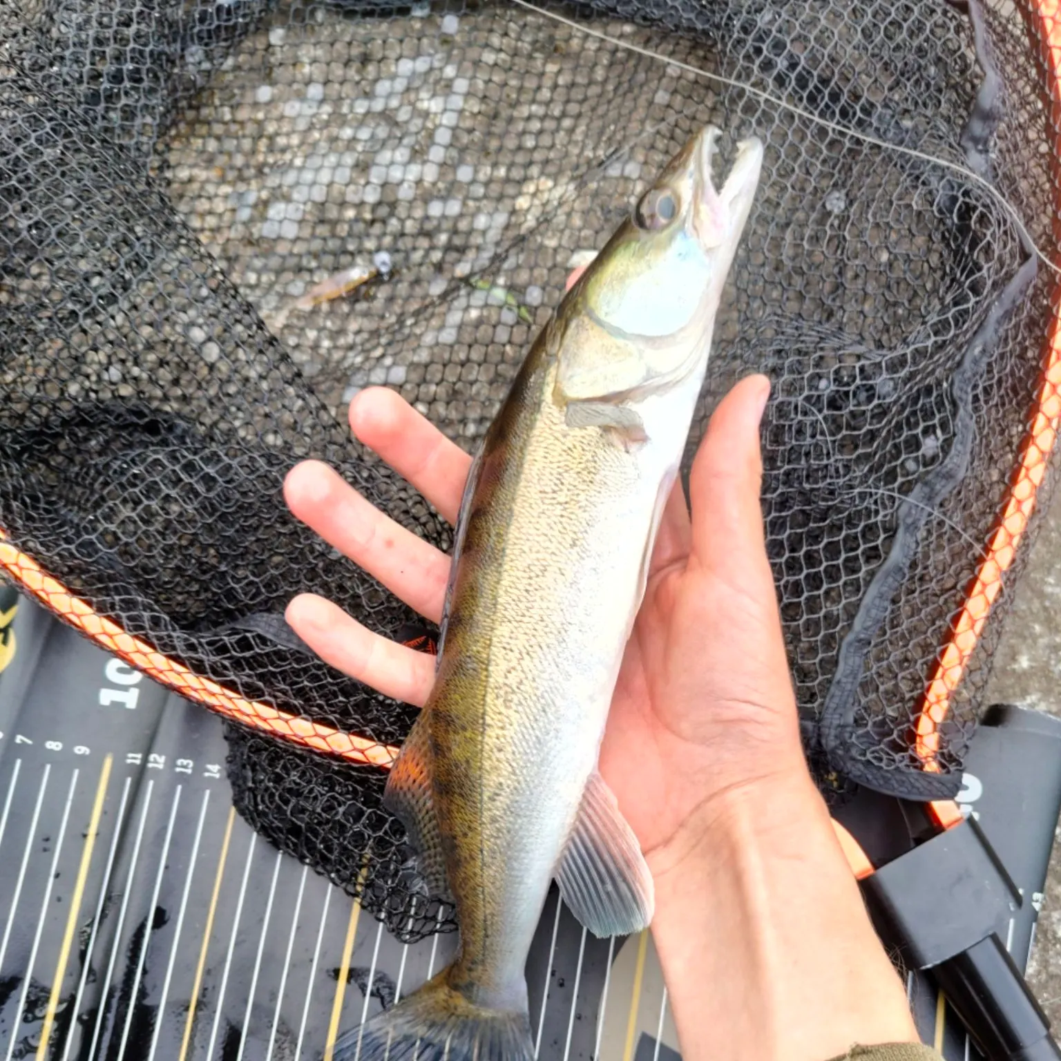 The most recent Zander catches on Fishbrain