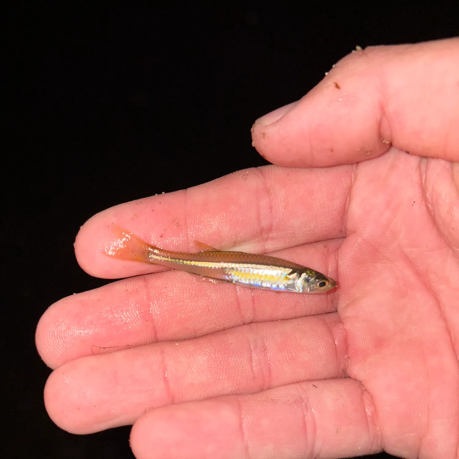 The most recent Inland silverside catches on Fishbrain