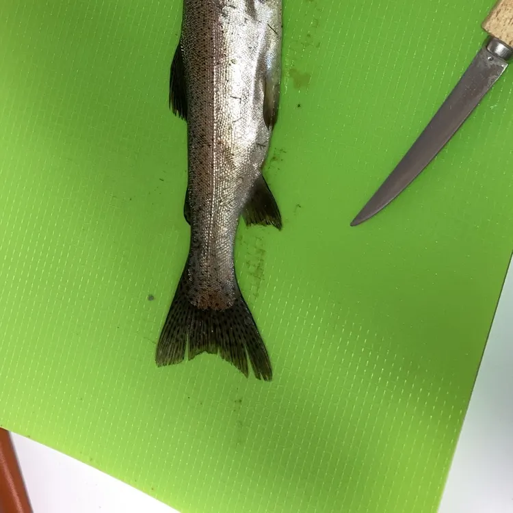 Rainbow trout caught on Fishbrain