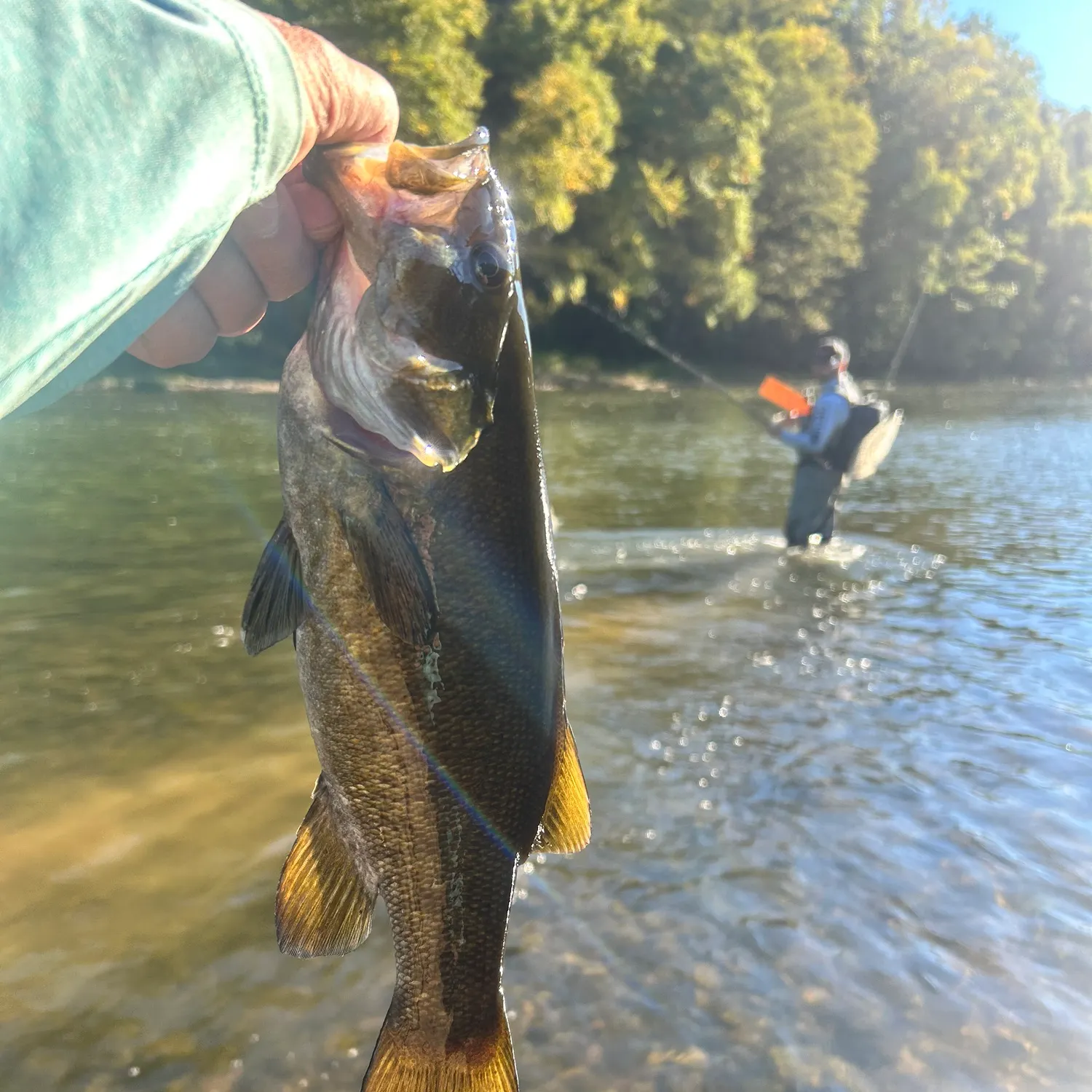 The most recent Smallmouth bass catches on Fishbrain