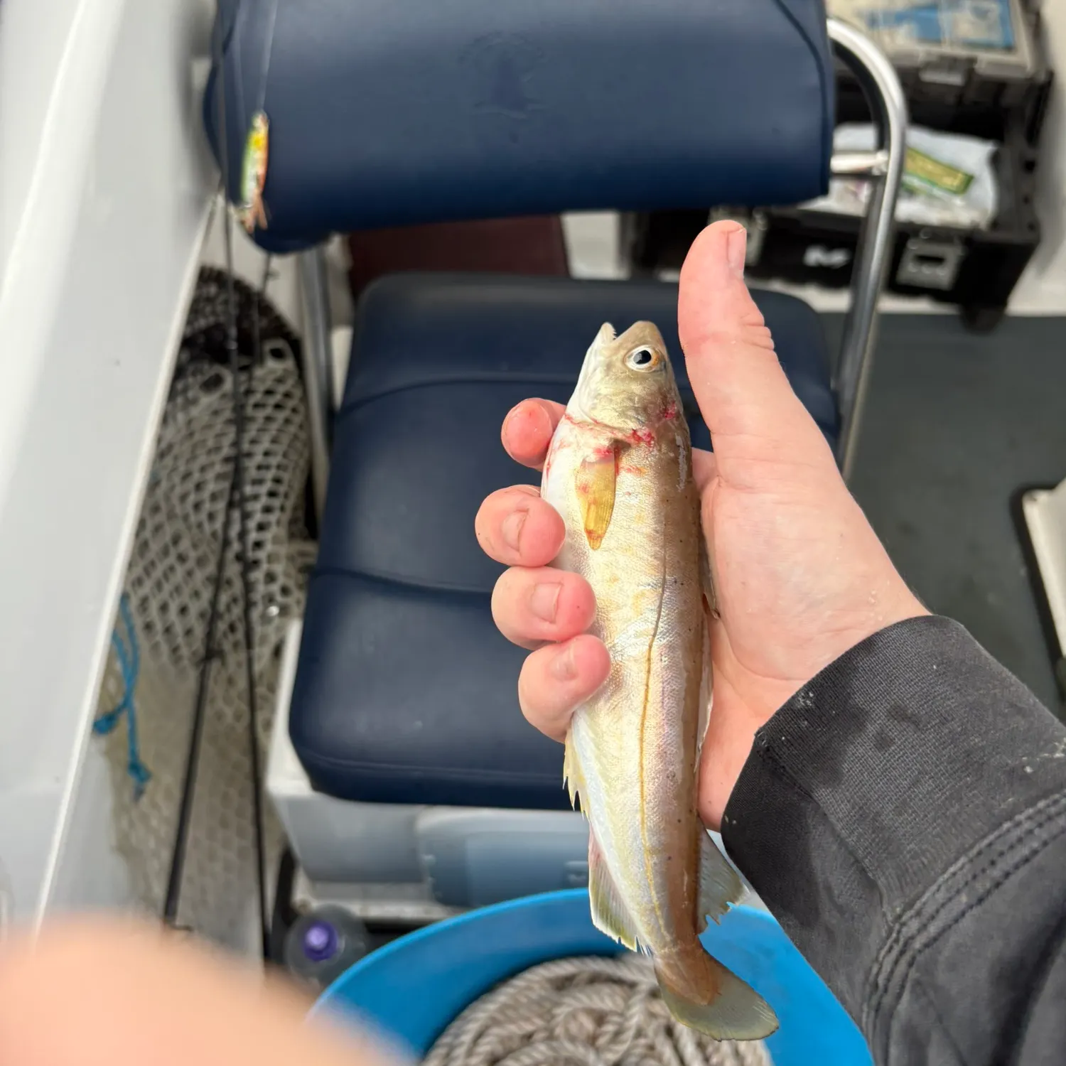 The most recent Whiting catches on Fishbrain