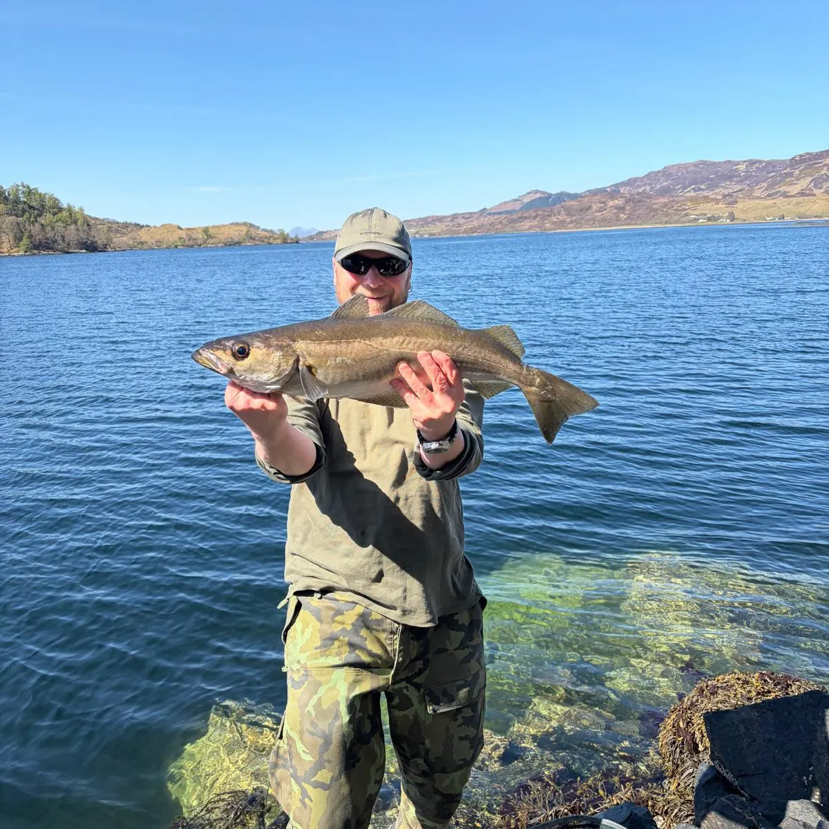 The most recent Pollack catches on Fishbrain