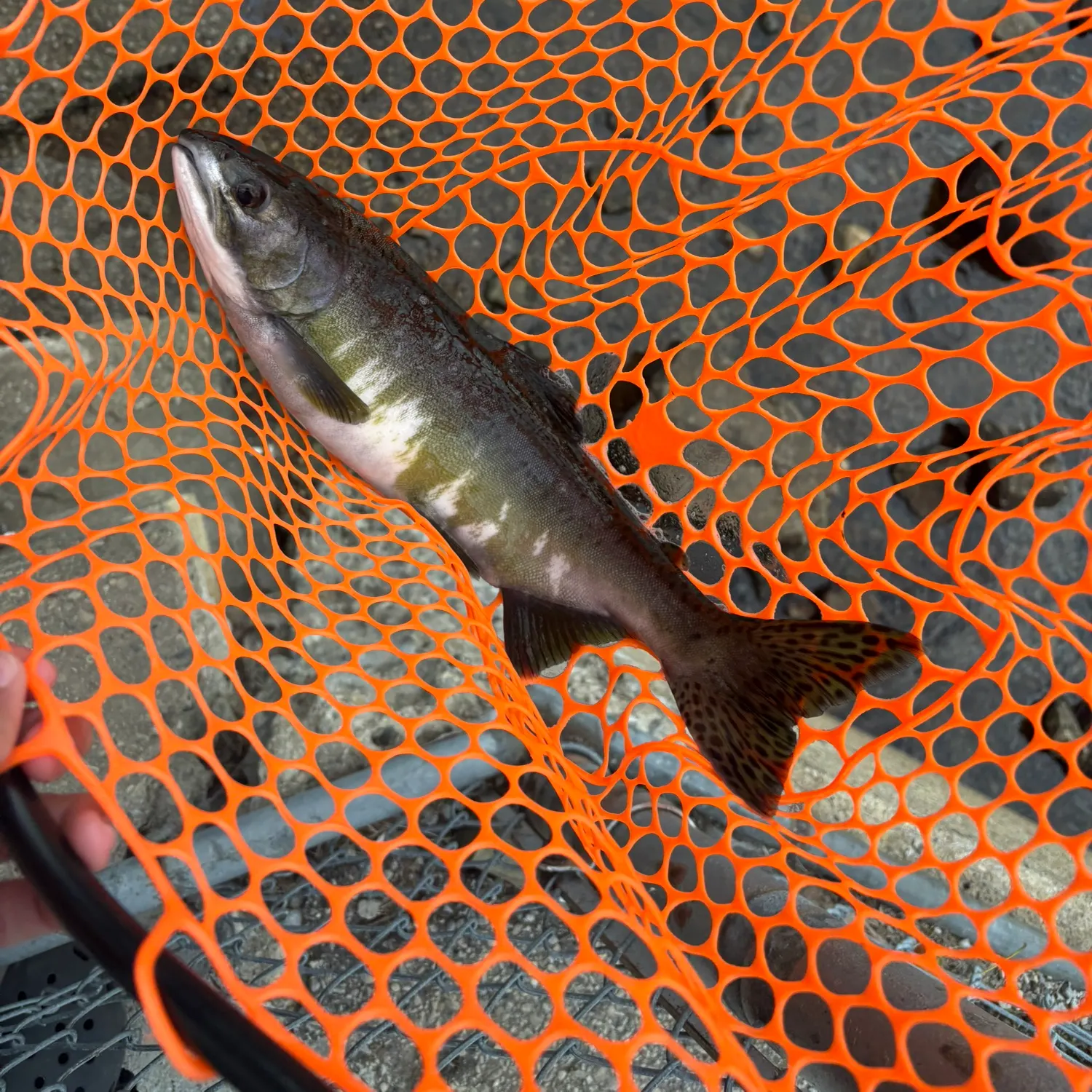 Pink salmon caught on Fishbrain