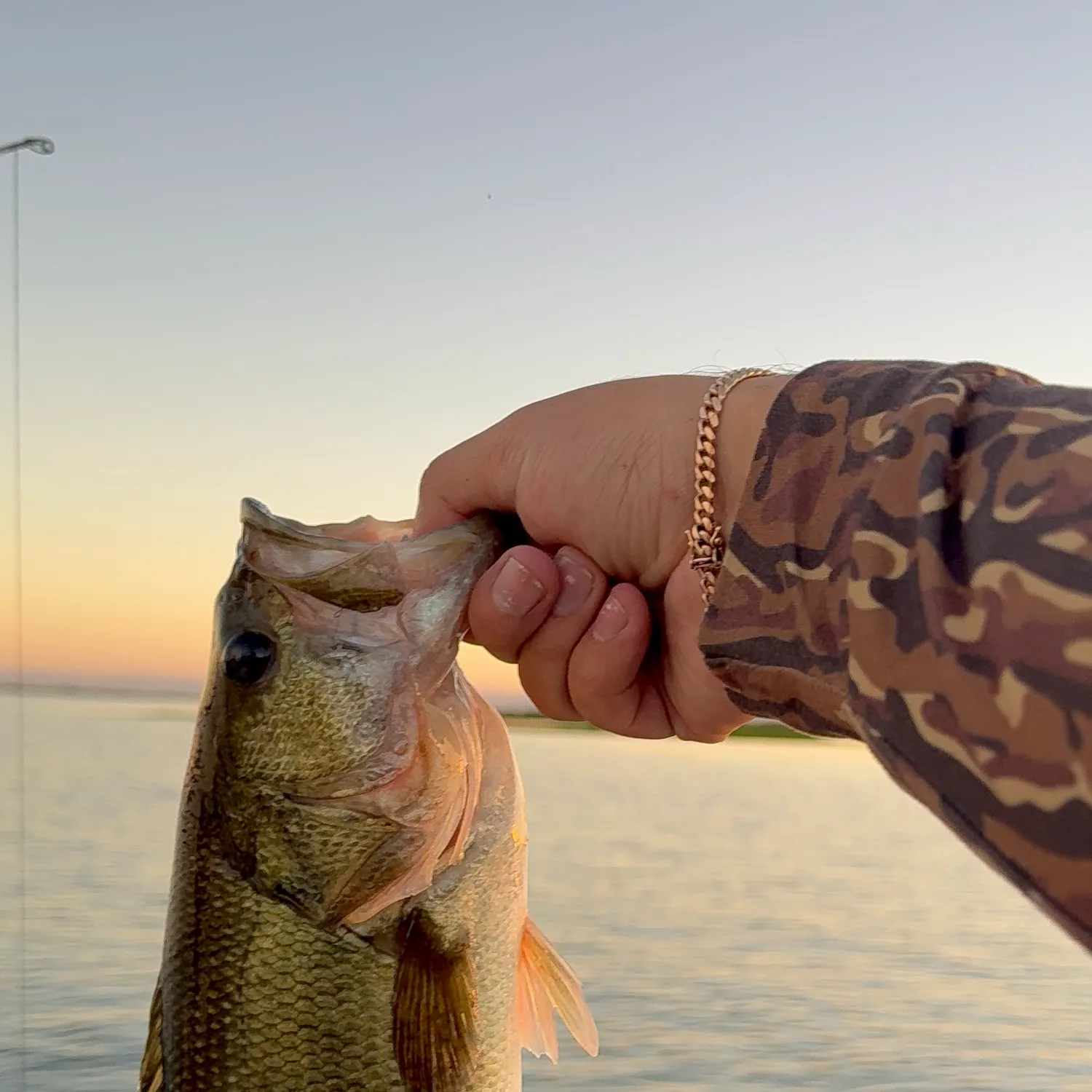 Fish caught on Fishbrain