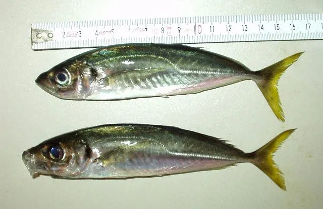 Mediterranean horse mackerel