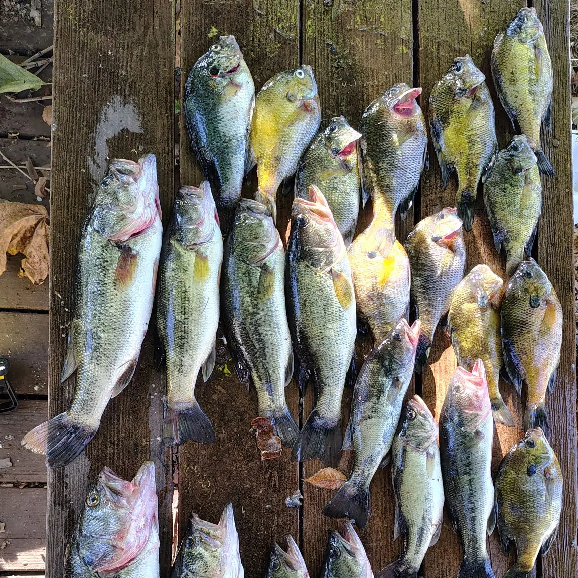 recently logged catches