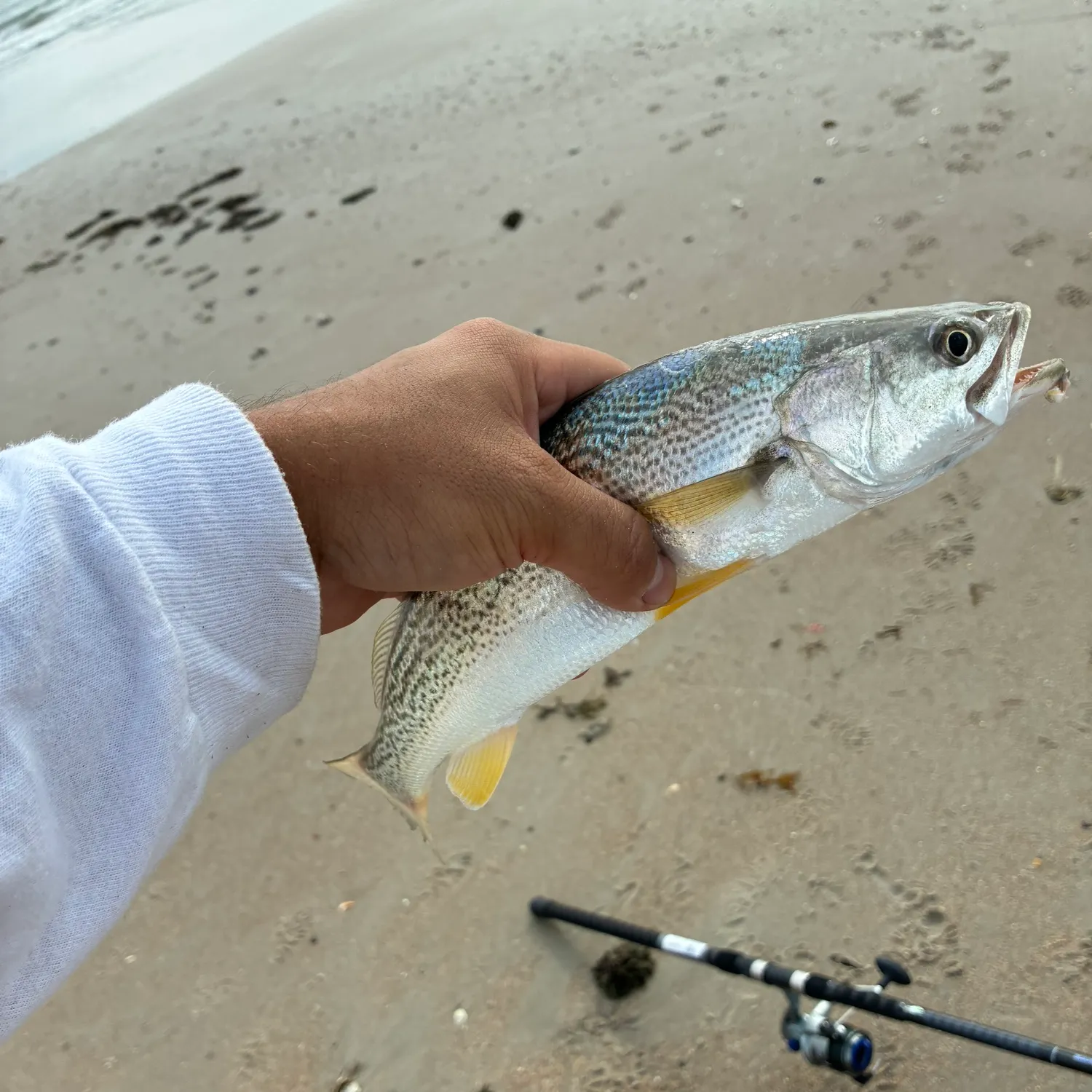 Gray weakfish caught on Fishbrain