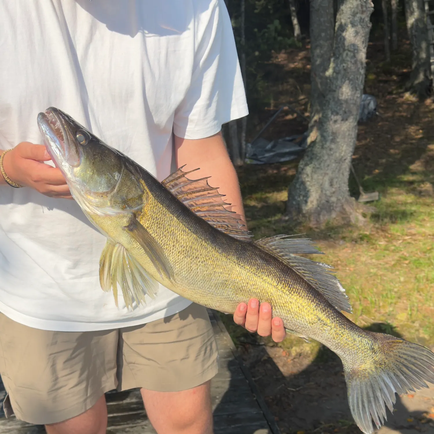 Zander caught on Fishbrain