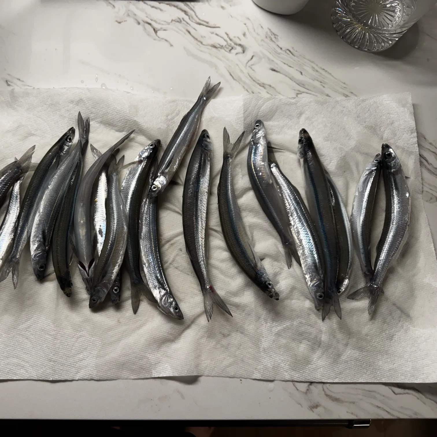 The most recent California grunion catches on Fishbrain