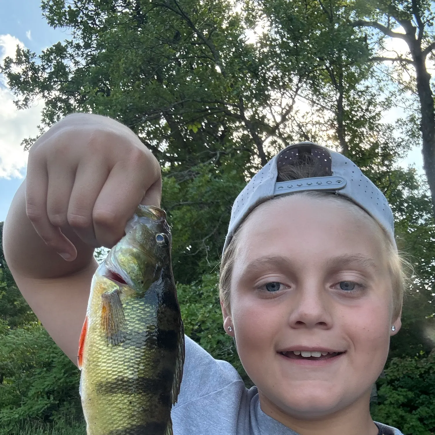 Yellow perch caught on Fishbrain