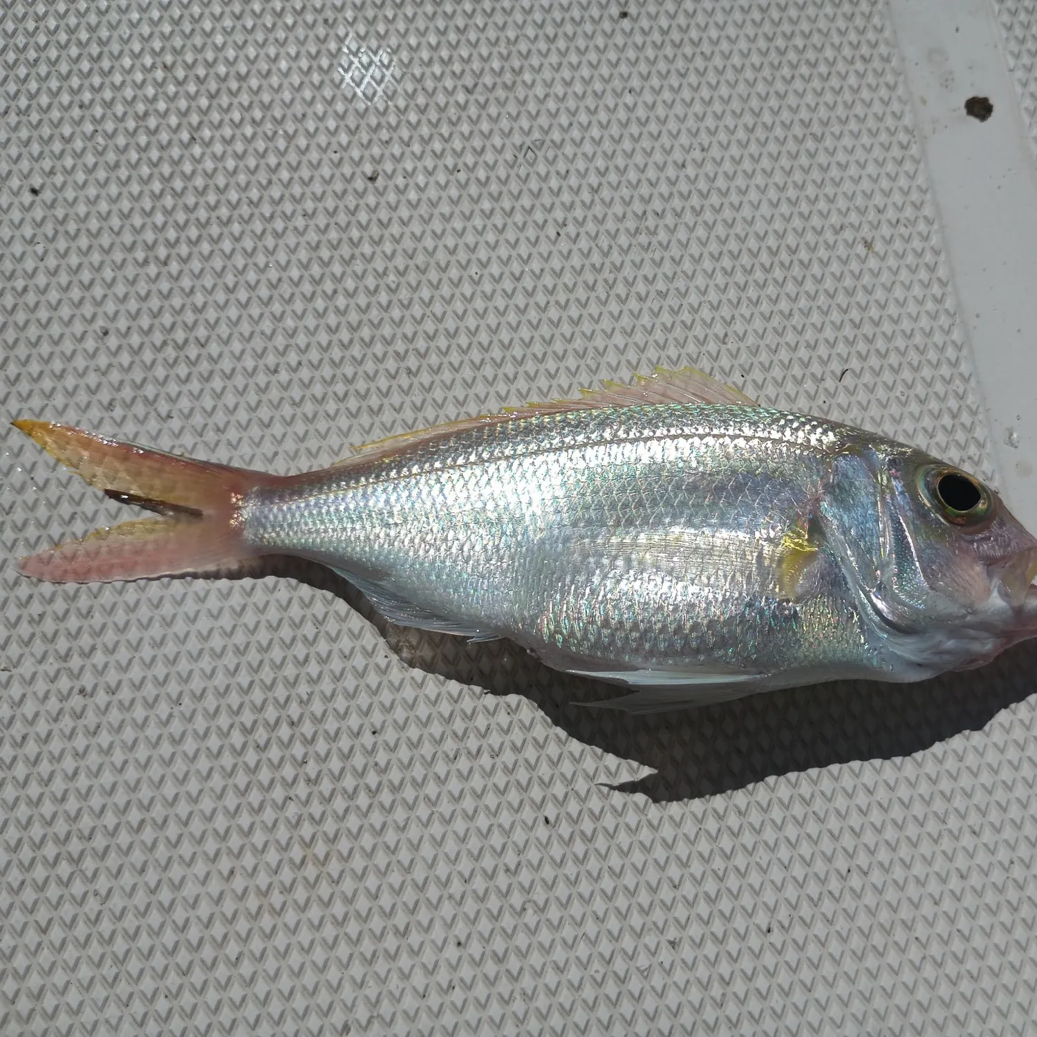 The most recent Wenchman snapper catches on Fishbrain