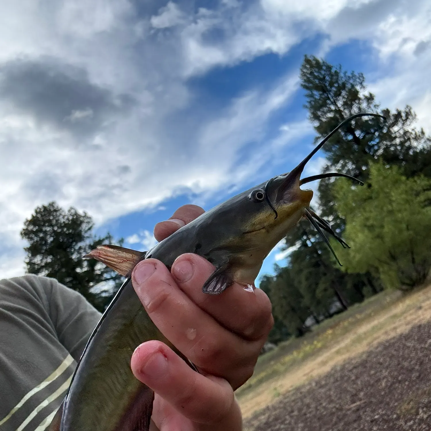Yellow bullhead caught on Fishbrain