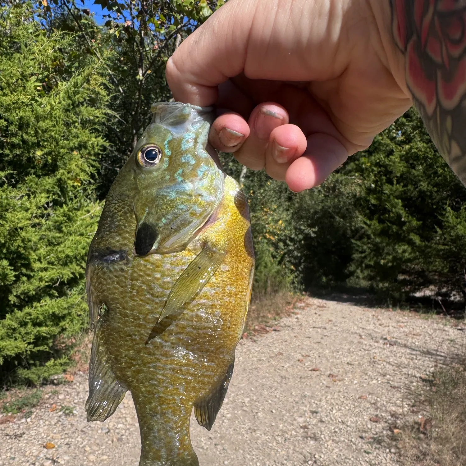 Greengill hybrid caught on Fishbrain