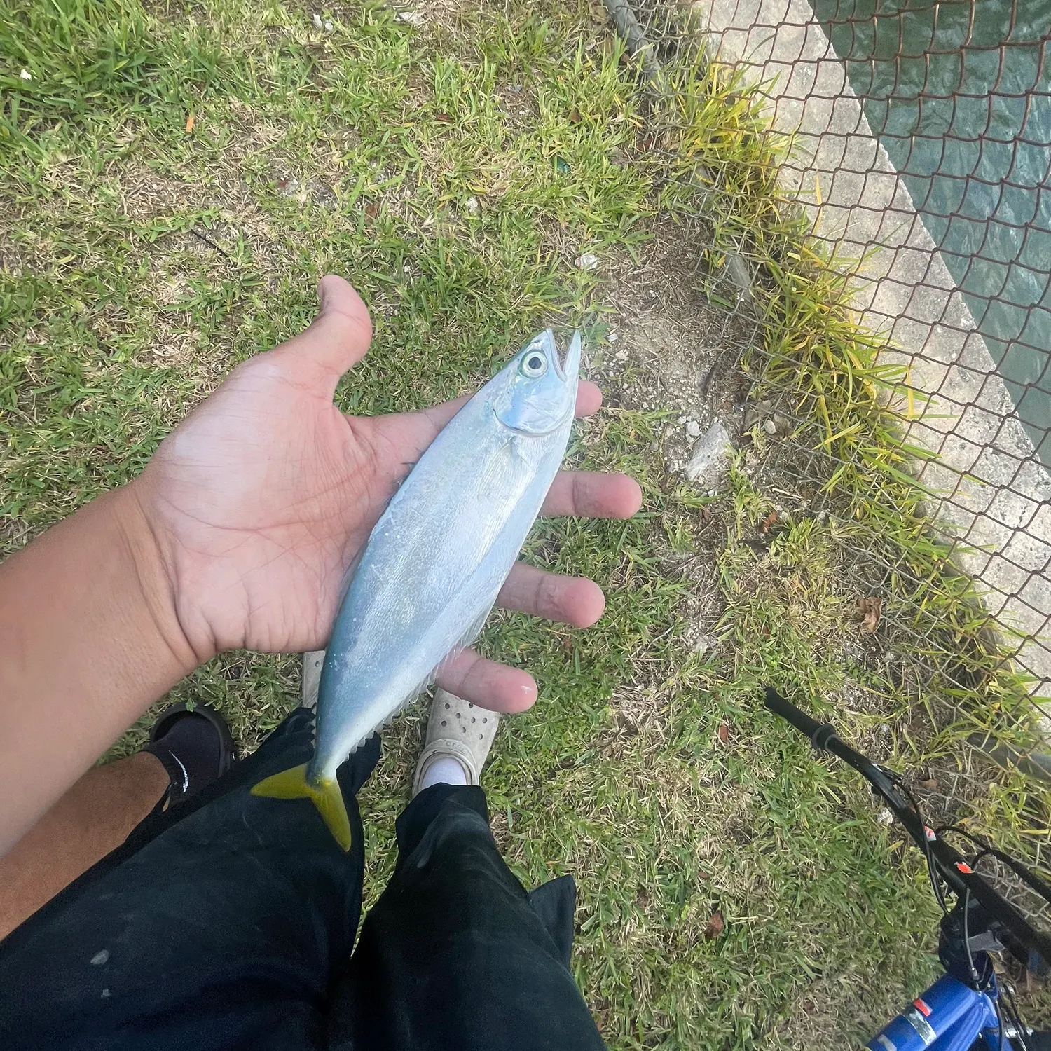 The most recent Leatherjack catches on Fishbrain