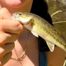 Spotted bass caught on Fishbrain