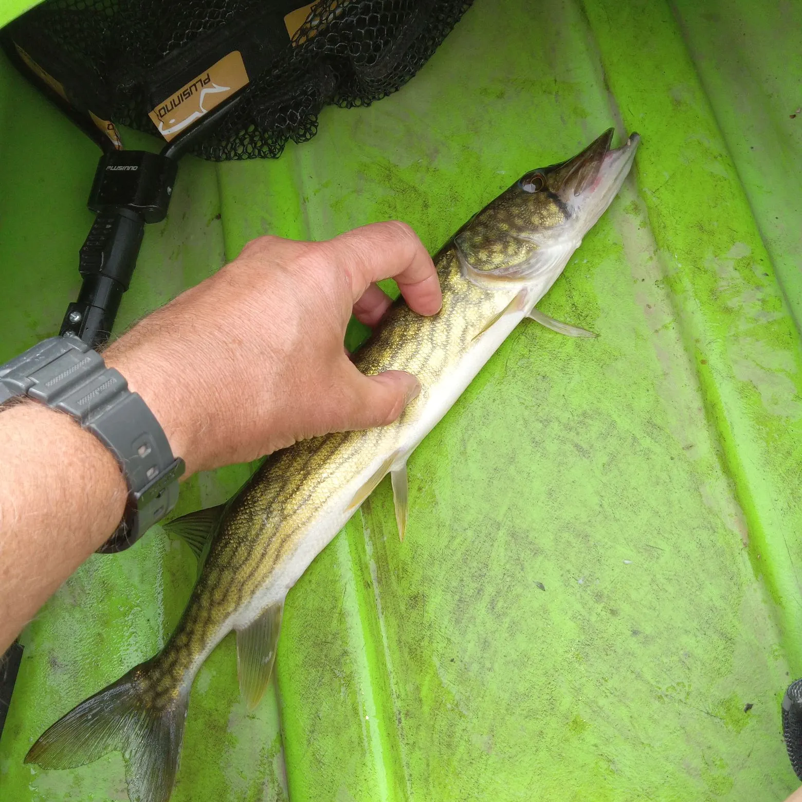 recently logged catches