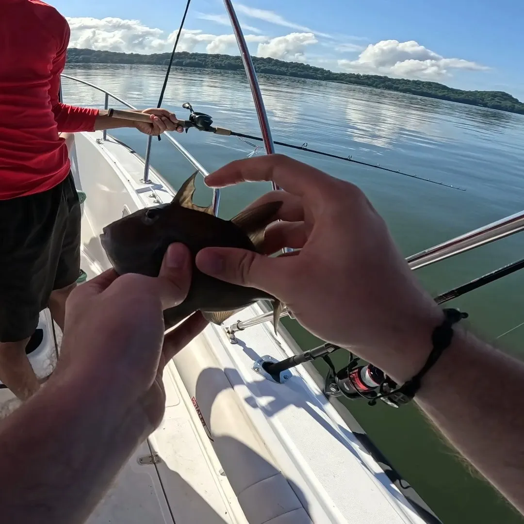 Grey triggerfish caught on Fishbrain