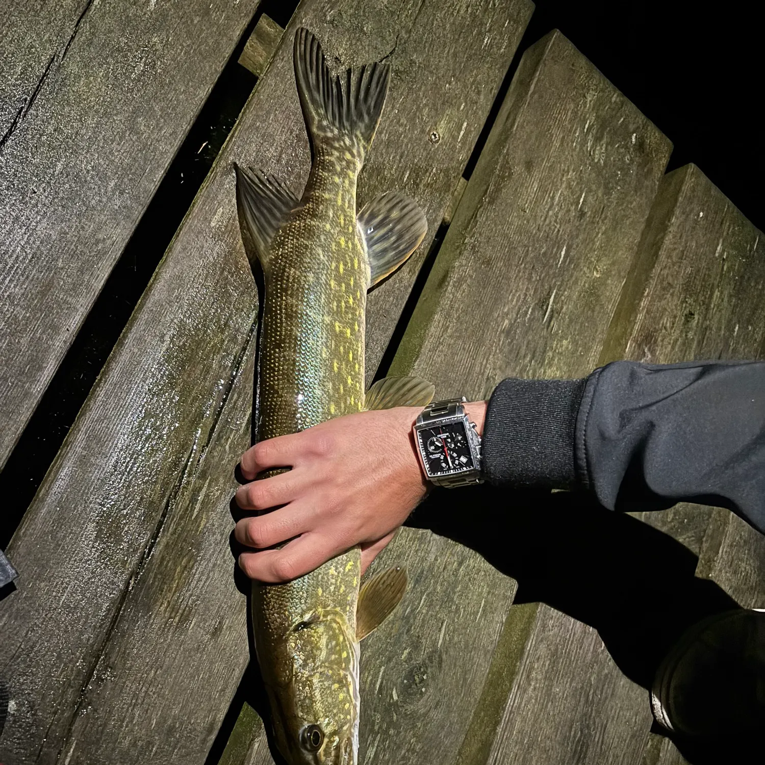 Northern pike caught on Fishbrain