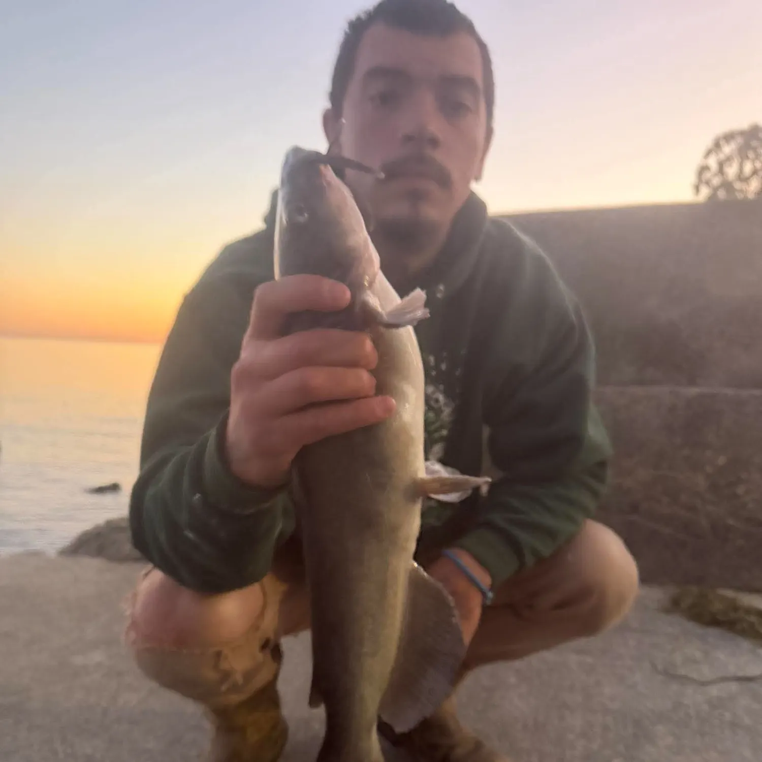 Channel catfish caught on Fishbrain